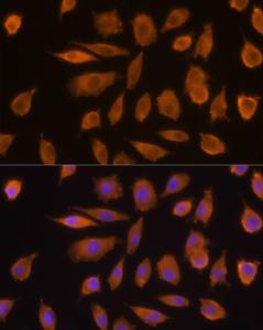 Antibody A305515-100 100 µl