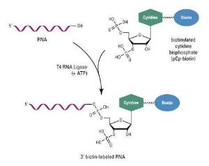 RNA 3' End biotinylation kit, Pierce™