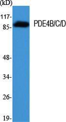 Anti-PDE4D Rabbit Polyclonal Antibody