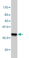 Anti-DPF2 Mouse Monoclonal Antibody [clone: 2F6]