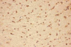 Anti-CNTF Polyclonal Antibody