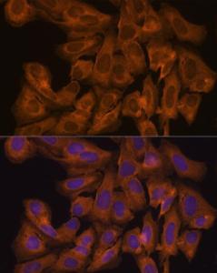 Antibody A305515-100 100 µl