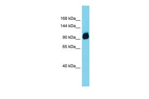 Anti-ENPEP Rabbit Polyclonal Antibody