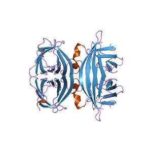 Glycoprotéine d'avidine