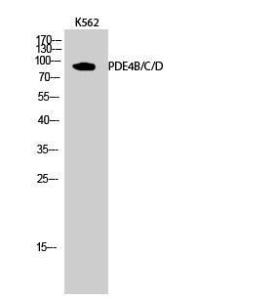 Anti-PDE4D Rabbit Polyclonal Antibody