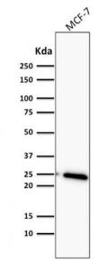 Western blot analysis of MCF-7 cell lysate using Anti-Bcl-2 Antibody [BCL2/782]