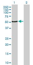 Anti-PAX3 Rabbit Polyclonal Antibody