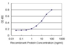 Anti-ARHGDIA Antibody Pair