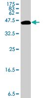 Anti-COL1A1 Mouse Polyclonal Antibody