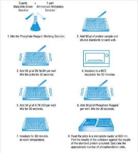 Phosphoprotein phosphate estimation assay Kit, Pierce™