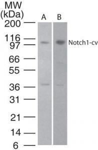 Anti-NOTCH1 Rabbit Polyclonal Antibody