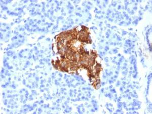 Anti-Insulin antibody