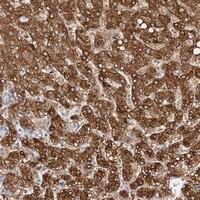 Anti-NIT2 Rabbit Polyclonal Antibody