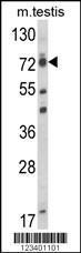 Anti-ELL Rabbit Polyclonal Antibody (FITC (Fluorescein Isothiocyanate))