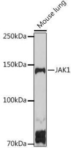 Anti-JAK1 antibody