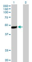 Anti-PAX5 Rabbit Polyclonal Antibody