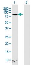 Anti-TAGAP Mouse Polyclonal Antibody