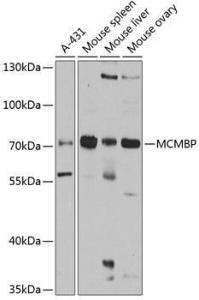 Antibody anti-MCMBP 100 µl