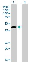 Anti-PAX5 Mouse Monoclonal Antibody [clone: 8F9]