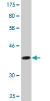 Anti-DAZAP1 Mouse Monoclonal Antibody [clone: 2F6]