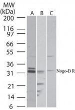 Anti-Nogo B receptor Rabbit Polyclonal Antibody