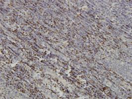 Anti-PAX5 Mouse Monoclonal Antibody [clone: 8F9]