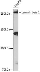 Anti-Laminin beta 1 Rabbit Monoclonal Antibody [clone: ARC0985]