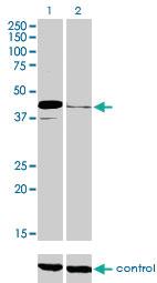 Anti-PAX5 Mouse Monoclonal Antibody [clone: 8F9]