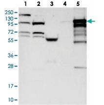 Anti-BANK1 Rabbit Polyclonal Antibody