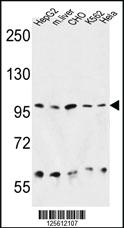 Anti-HSP90B1 Rabbit Polyclonal Antibody