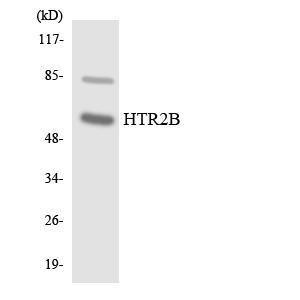 Anti-5HT2B Receptor Rabbit Polyclonal Antibody