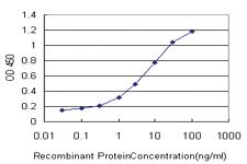 Anti-MMRN1 Mouse Monoclonal Antibody [clone: 4B9]