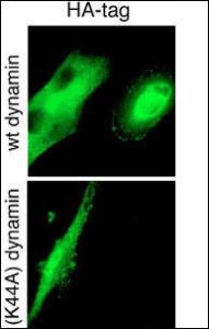 Anti-HA tag Rabbit Polyclonal Antibody (PE (Phycoerythrin))