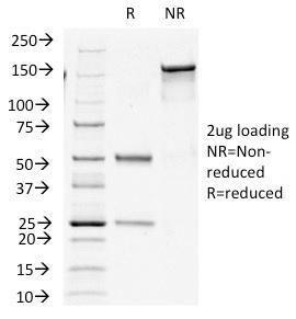 Antibody A249040-100 100 µg