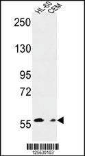 Anti-MILK2 Rabbit Polyclonal Antibody