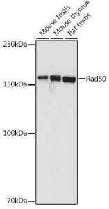 Western blot analysis of extracts of various cell lines, using Anti-Rad50 Antibody (A11606) at 1:1,000 dilution. The secondary antibody was Goat Anti-Rabbit IgG H&L Antibody (HRP) at 1:10,000 dilution.