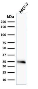 Western blot analysis of human MCF-7 cell lysate using Anti-Bcl-2 Antibody [BCL2/796]