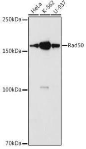 Western blot analysis of extracts of various cell lines, using Anti-Rad50 Antibody (A11606) at 1:1,000 dilution. The secondary antibody was Goat Anti-Rabbit IgG H&L Antibody (HRP) at 1:10,000 dilution.