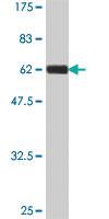 Anti-COL2A1 Mouse Polyclonal Antibody