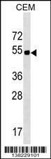 Anti-ELL3 Rabbit Polyclonal Antibody (HRP (Horseradish Peroxidase))