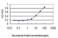 Anti-CMAS Mouse Monoclonal Antibody [clone: 5A2]