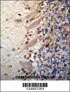 Anti-MEGF9 Rabbit Polyclonal Antibody (FITC (Fluorescein Isothiocyanate))