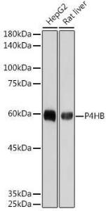 Western blot analysis of extracts of various cell lines, using Anti-P4HB Antibody [ARC2398] (A306427) at 1:1,000 dilution The secondary antibody was Goat Anti-Rabbit IgG H&L Antibody (HRP) at 1:10,000 dilution Lysates/proteins were present at 25 µg per lane