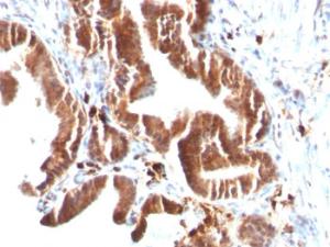 Immunohistochemical analysis of formalin-fixed, paraffin-embedded human gallbladder using Anti-TOP1MT Antibody [TOP1MT/488]