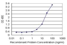 Anti-HMGB2 Mouse Monoclonal Antibody (Biotin)