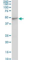 Anti-CMAS Mouse Monoclonal Antibody [clone: 2E1]