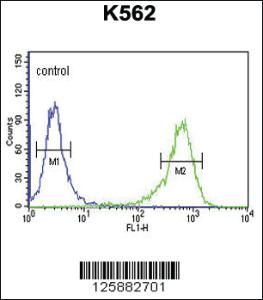 Anti-ATP2A1 Rabbit Polyclonal Antibody