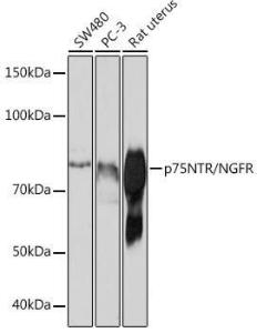 Western blot analysis of extracts of various cell lines, using Anti-p75 NGF Receptor Antibody [ARC0284] (A306428) at 1:1,000 dilution