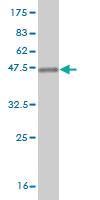 Anti-AATF Mouse Monoclonal Antibody [clone: 2H6]