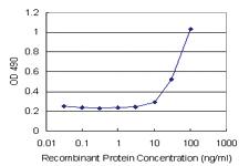 Anti-HMGB2 Mouse Monoclonal Antibody (Biotin)